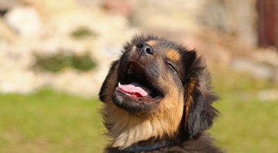 Vyhlášení soutěže o 100 kilo granulí pro psí útulek