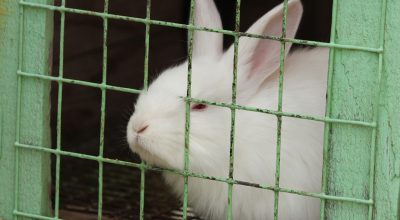 Svoboda zvířat zahájila kampaň pro ukončení pokusů na zvířatech v celé EU