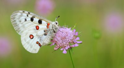 Motýl s červenými oky. Čeští ochránci přírody zachraňují jednoho z nejohroženějších motýlů Evropy