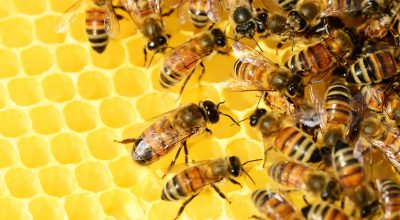Desetině druhů včel a motýlů hrozí v Evropě vyhynutí