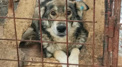 V Rumunsku se všeobecně ví o týrání psů ve státních útulcích, kastrace je řešení
