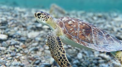 Mořské želvy, které obývají planetu více než 100 milionů let, jsou na pokraji vyhynutí