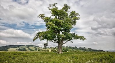 Strom roku 2023! Hledá se kandidát s nejsilnějším příběhem, lidé mohou přihlásit strom ze sousedství